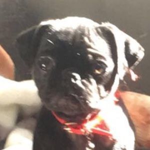 Meet your Posher, Dennis